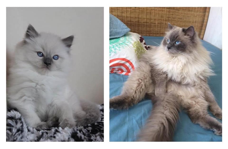 6 Ways Pet Owners Earn Money With Help From Pets Pets and Us