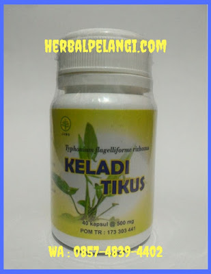 Jual Kapsul Keladi Tikus Di Sijunjung | WA : 0812-1666-0102