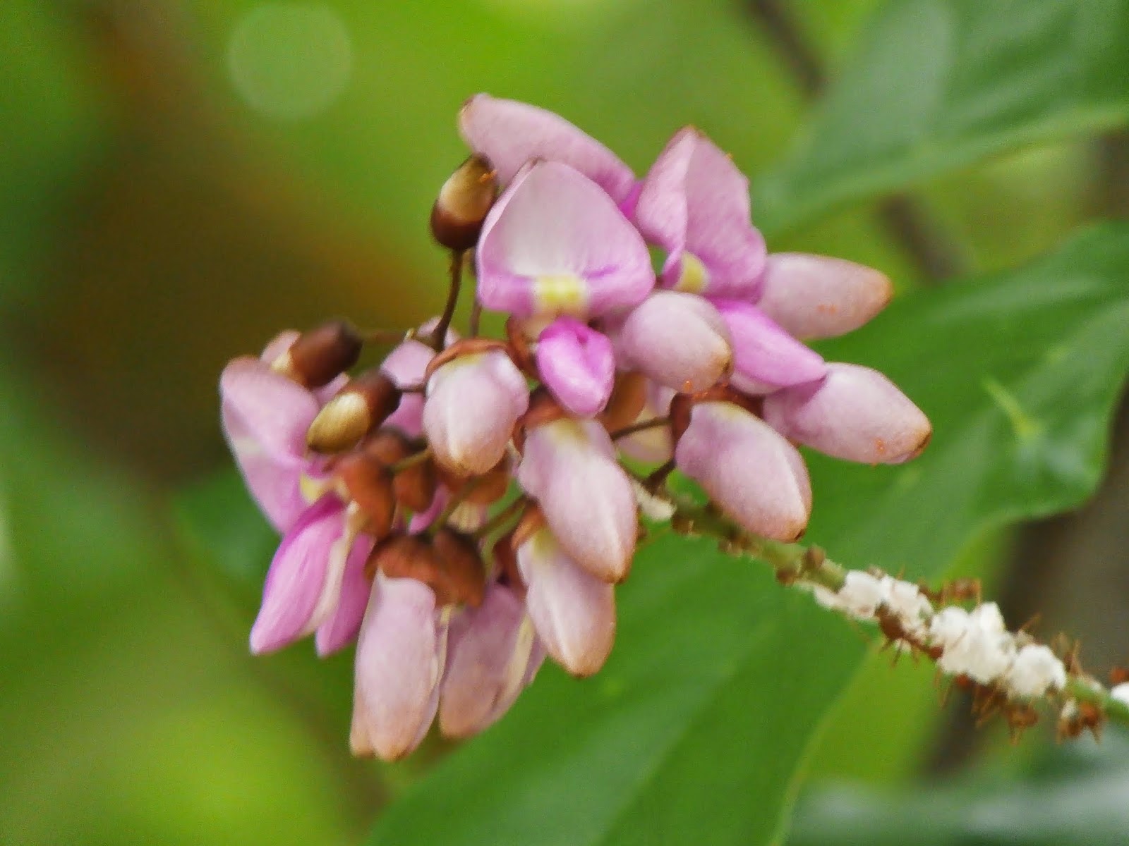 Plants found in Singapore: Millettia pinnata