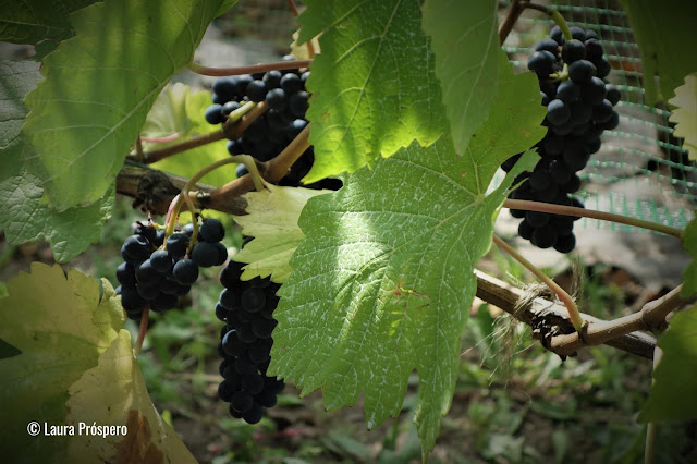 Vinhas, Butte Bergeyre - Paris © Laura Próspero