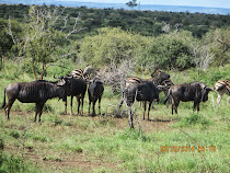 Mixed zebra and wildebeest herd, near Olifants Camp, Kruger NP, South Africa