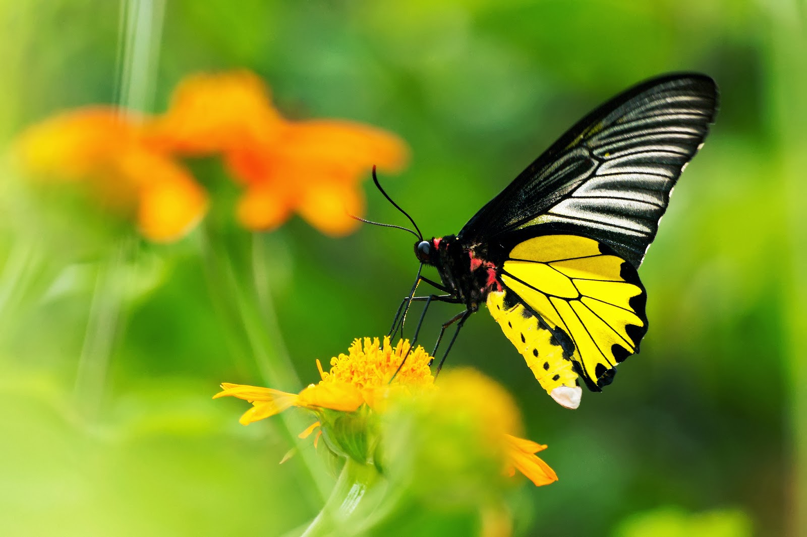 Butterfly Wallpapers HD - Beautiful wallpapers collection 2018