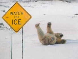 Last Of The Joe Deacons: Polar bears have an extraordinary sense of ...