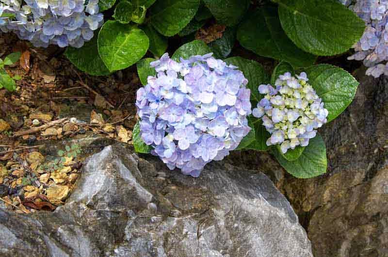 flowers and rocks