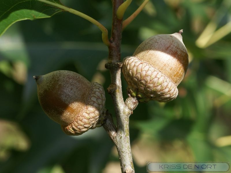 Faaxaal Photos nature gratuites et libres de droits Gland Fruit du chêne Quercus Cupule
