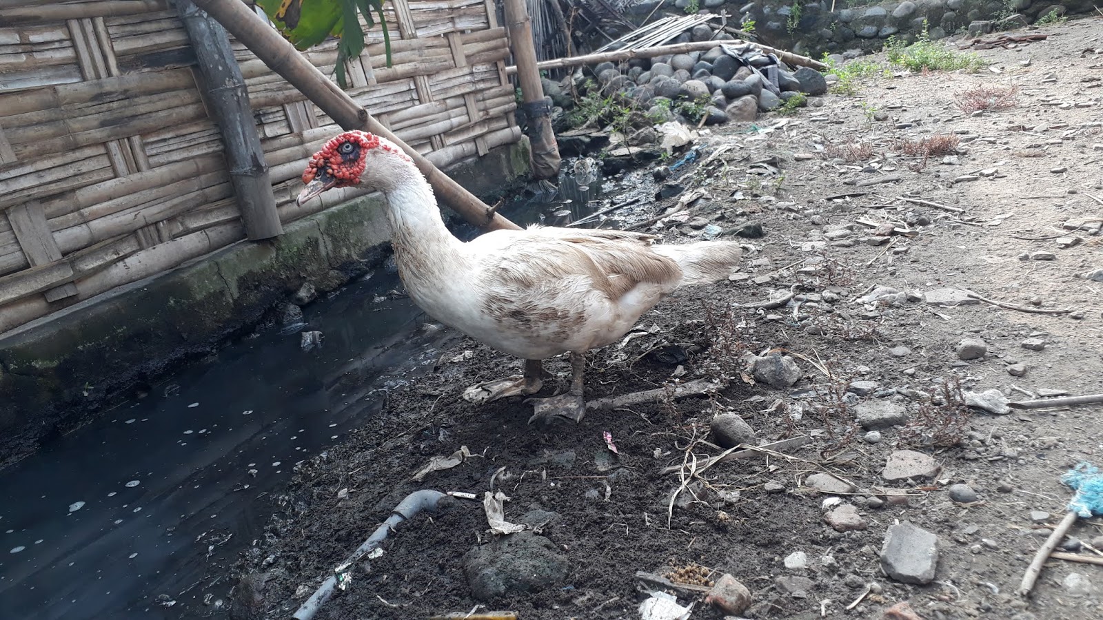 Mentok Jantan mencari makan