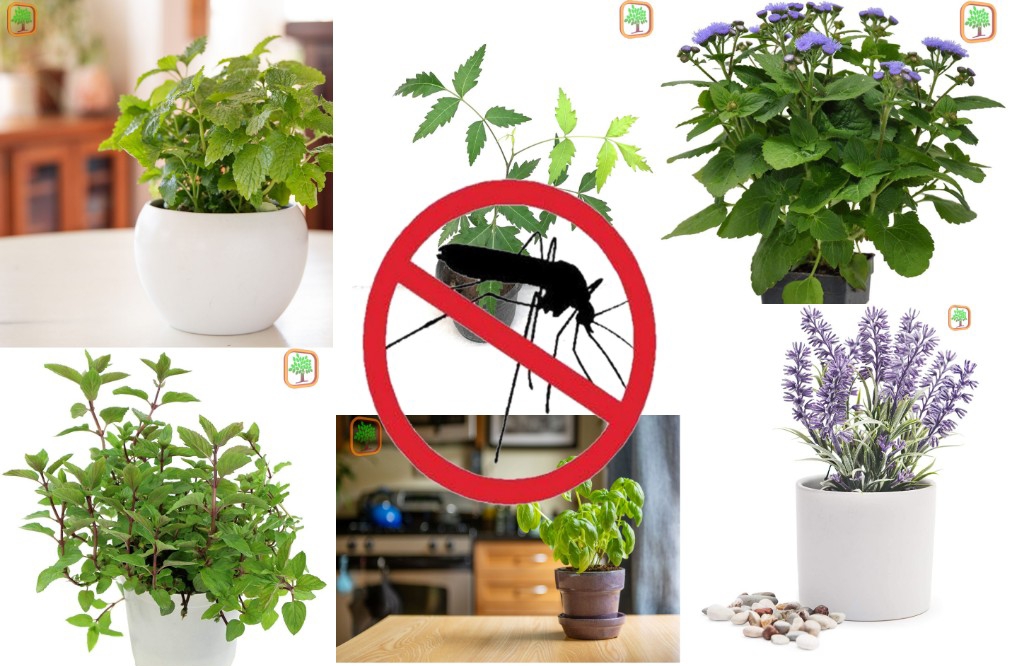 Mosquito Repellent Plants