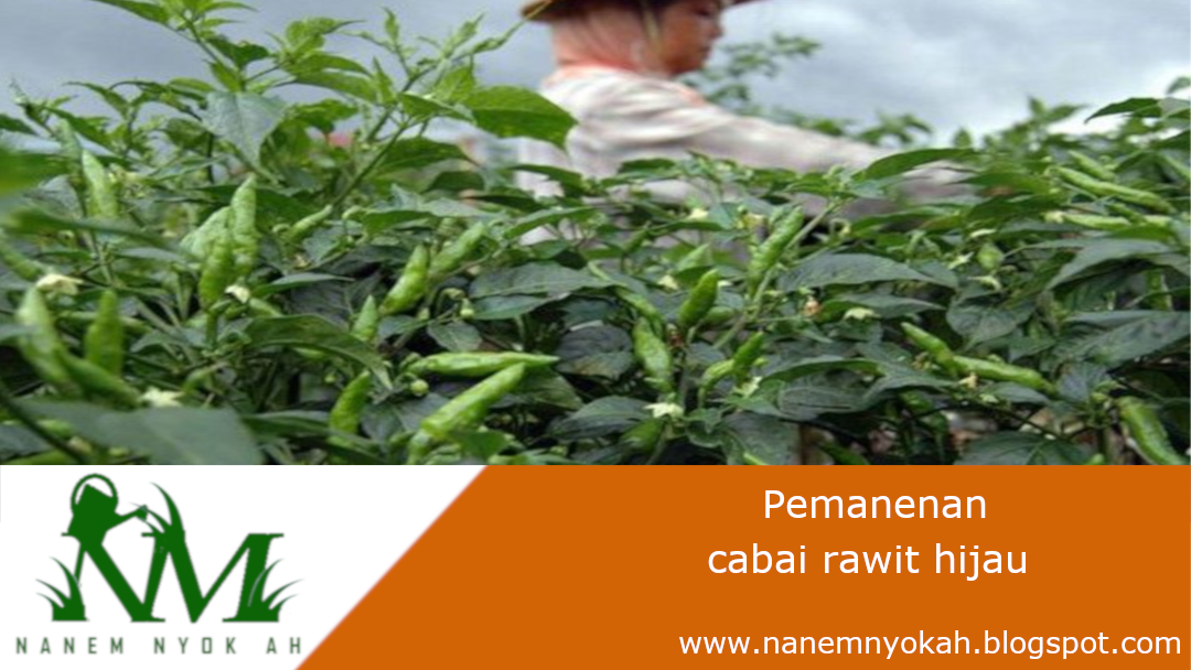 pemanenan cabe alay gegana
