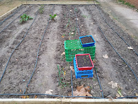 Siembra de habas y guisantes