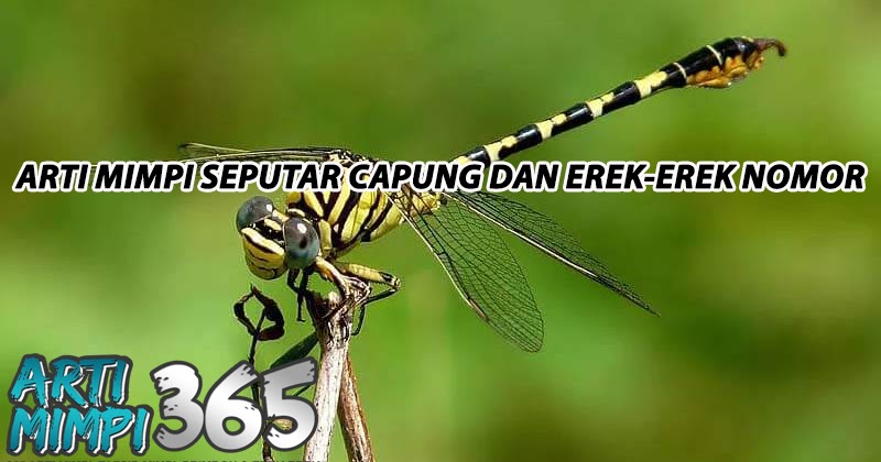 Arti Mimpi Capung Dan ErekErek Nomor Arti Mimpi 365