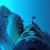 Köpek Balığı Kamerasından İlginç Görüntüler