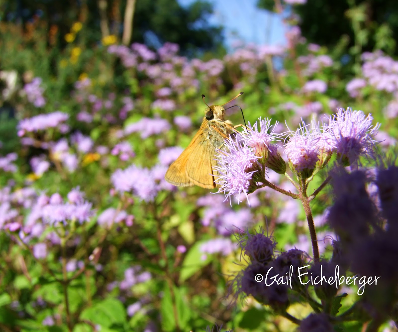 clay and limestone Wildflower Wednesday Hardy Blue Mist Flower