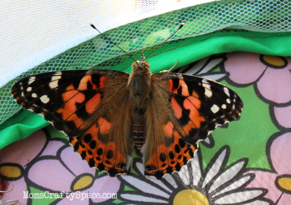 orange and black painted lady butterfly