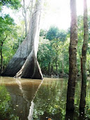 Árvores na Amazonia
