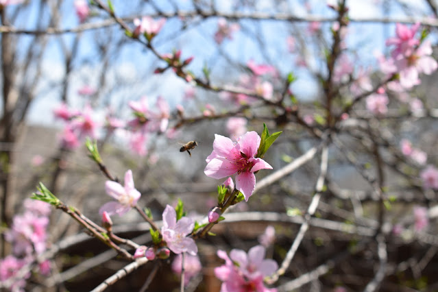 A photo of many gray, overlapping peach tree branches with bright pink flowers and sparse green leaves. Most of the branches are out of focus (along with the blue sky and some gray roofs in the background), but one branch is in focus and shows an orange-and-black bee hovering near one of the flowers.