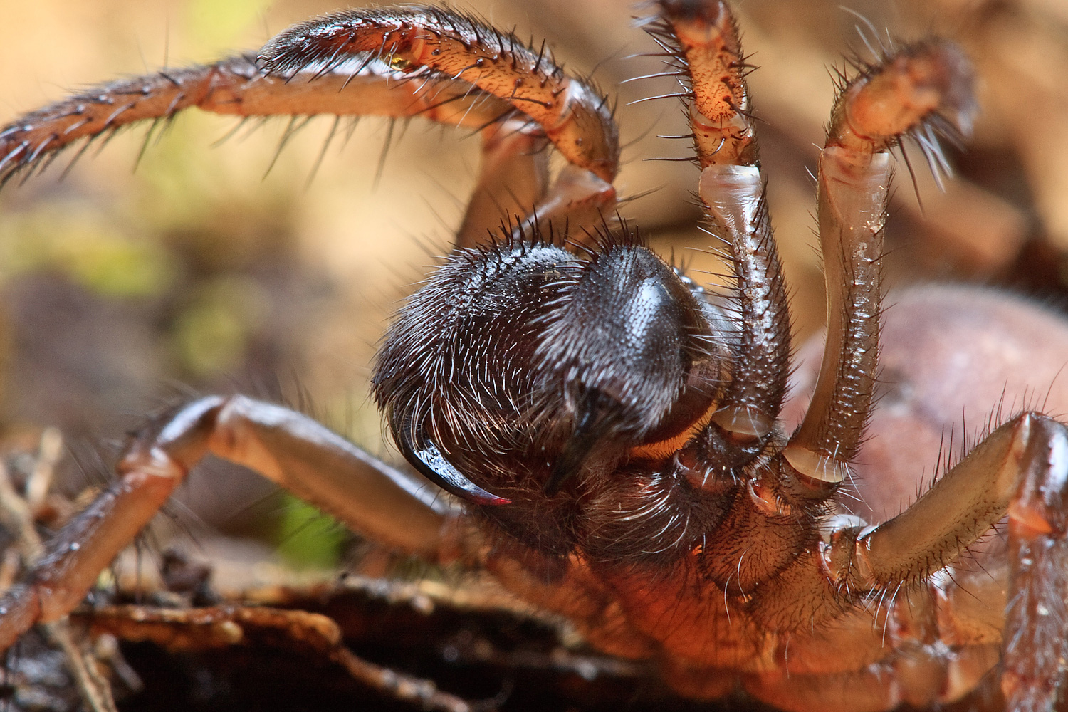 Turret spider & folding trapdoor spider, are these spiders poisonous?