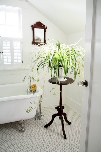 Bathroom%2Bindoor%2Bplant%2Bdesigns%2B%252814%2529