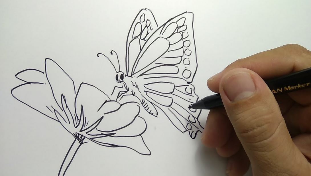 +347 Gambar Sketsa Kupu-kupu Yang Indah dan Cara Menggambarnya HD ...