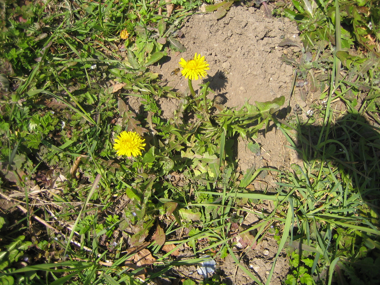 Löwenzahn Löwenzahn Fängt Ganz Klein Zu Wachsen An Hufrehe-Blog: Löwenzahn