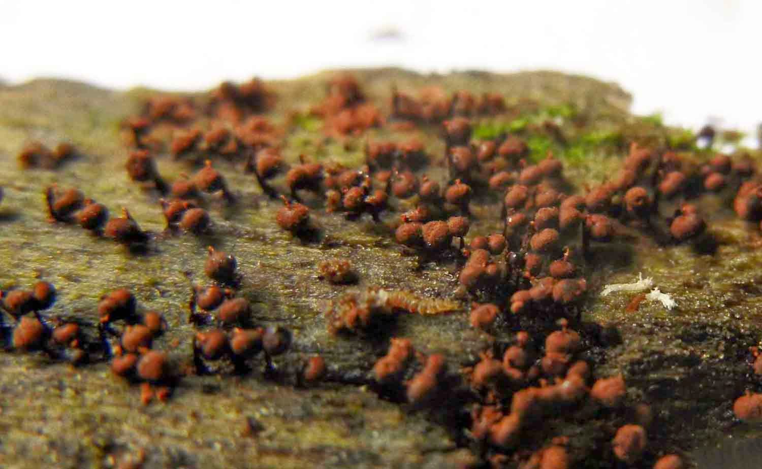 Cribraria mirabilis Cribraria mirabilis slime mold