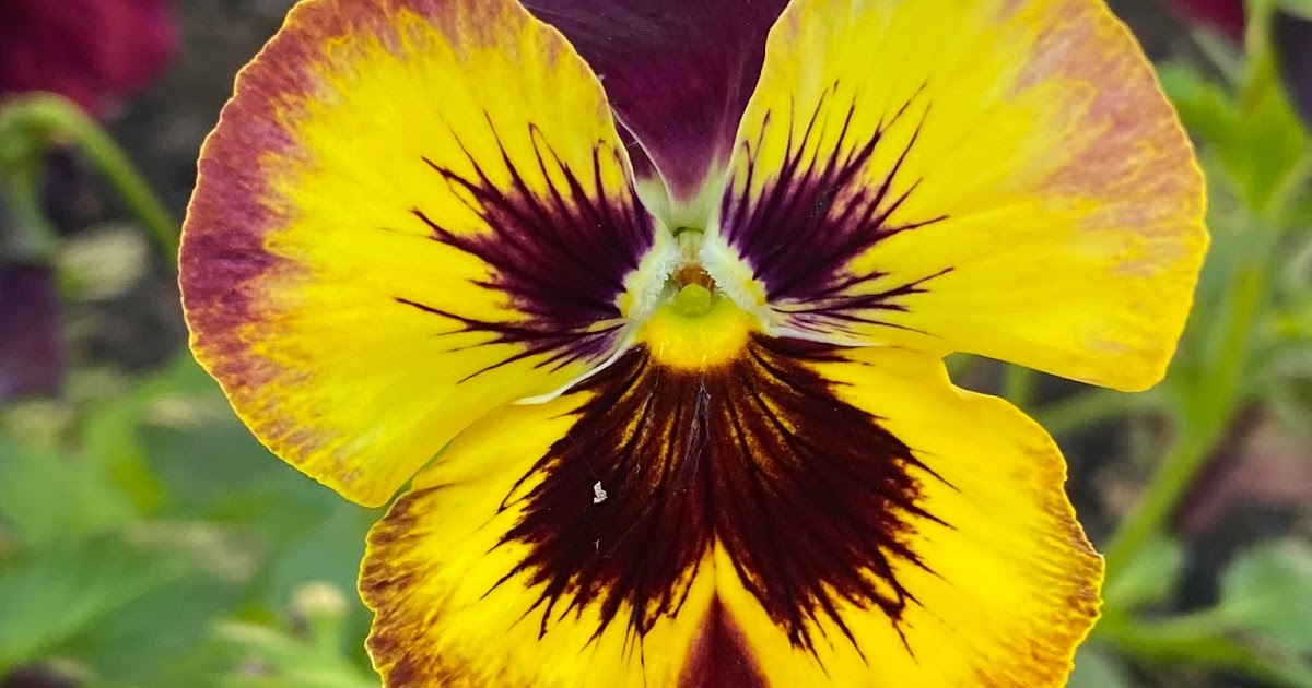 my heart Petal wings