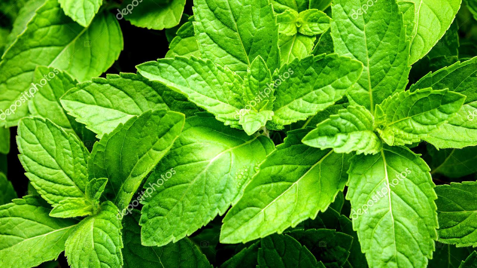 Peppermint Peppermint Leaves Pepper Choices