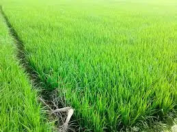 Paddy धान सहित 14 Kharif crops का बढ़ा MSP, किसानों को होगा लाभ