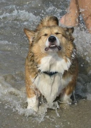 Beach Corgi