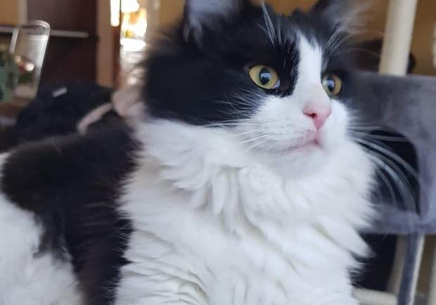 Colliers Wood woman praises workers after deaf cat found in water tank a month after disappearance Colliers Wood woman praises workers after deaf cat found in water tank a month after disappearance