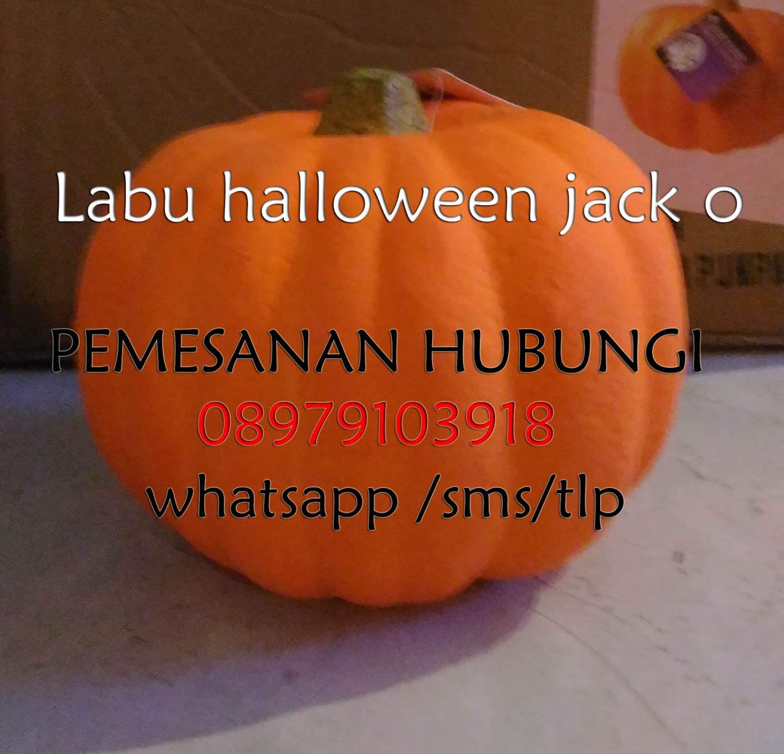 jual labu halloween