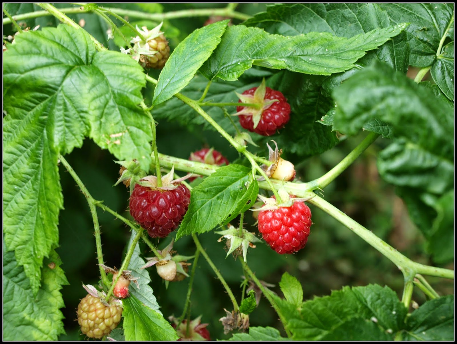 Mark's Veg Plot "Autumn Bliss" Raspberries