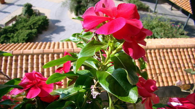 Catarantus, vinca o pervinca (Catharanthus roseus (L.) G.Don.).