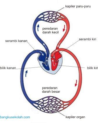 Cara kerja organ peredaran darah manusia