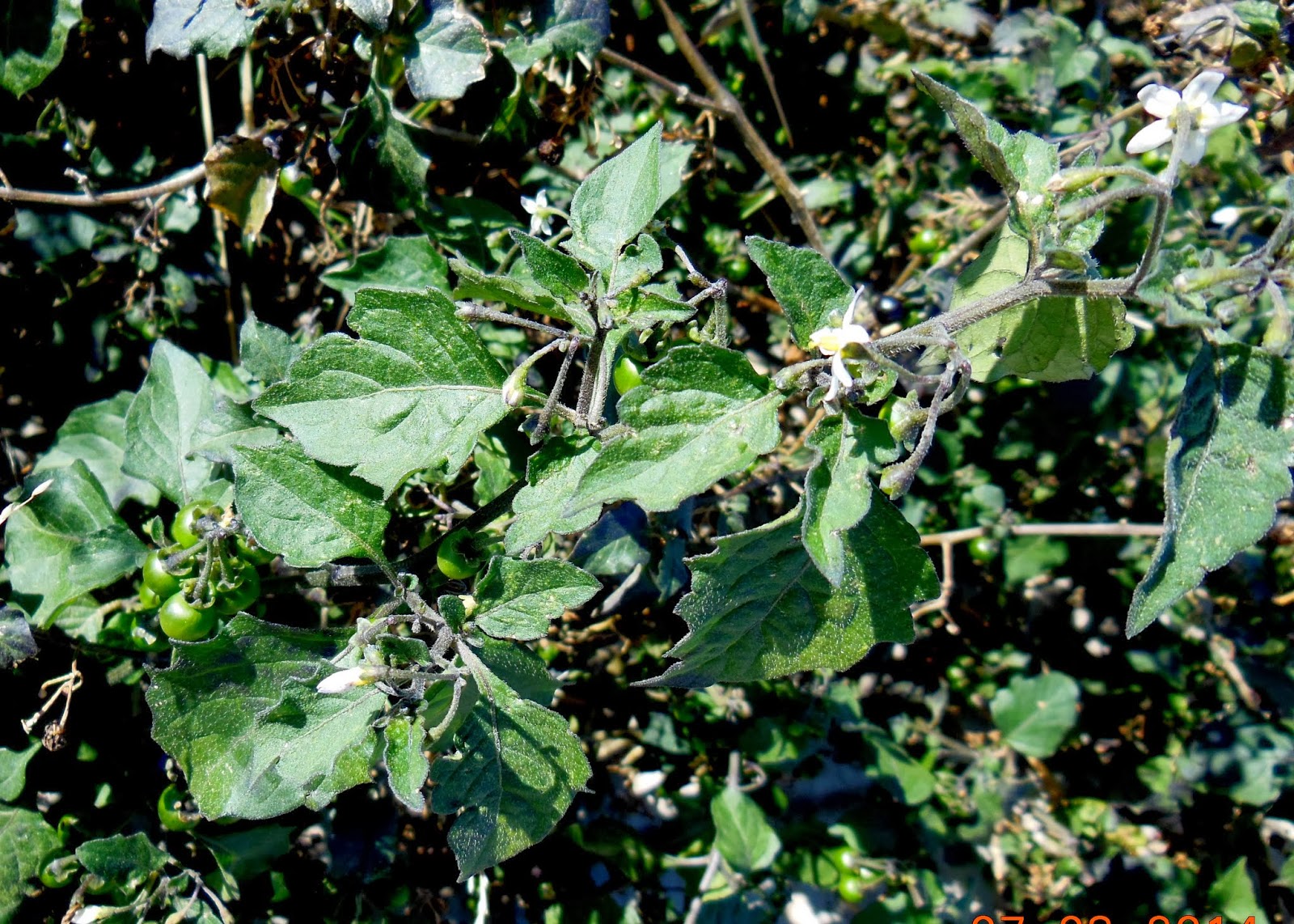 naturconsejos HIERBA MORA (Solanum nigrum)