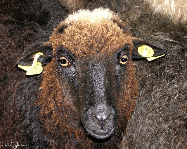 jmir: Oveja Xalda Asturiana