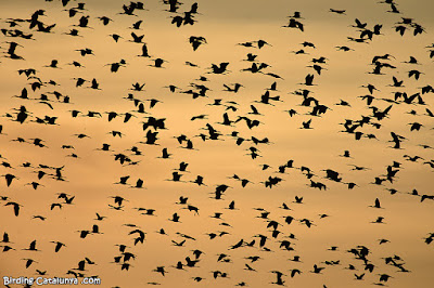 Capons reials durant la posta de sol