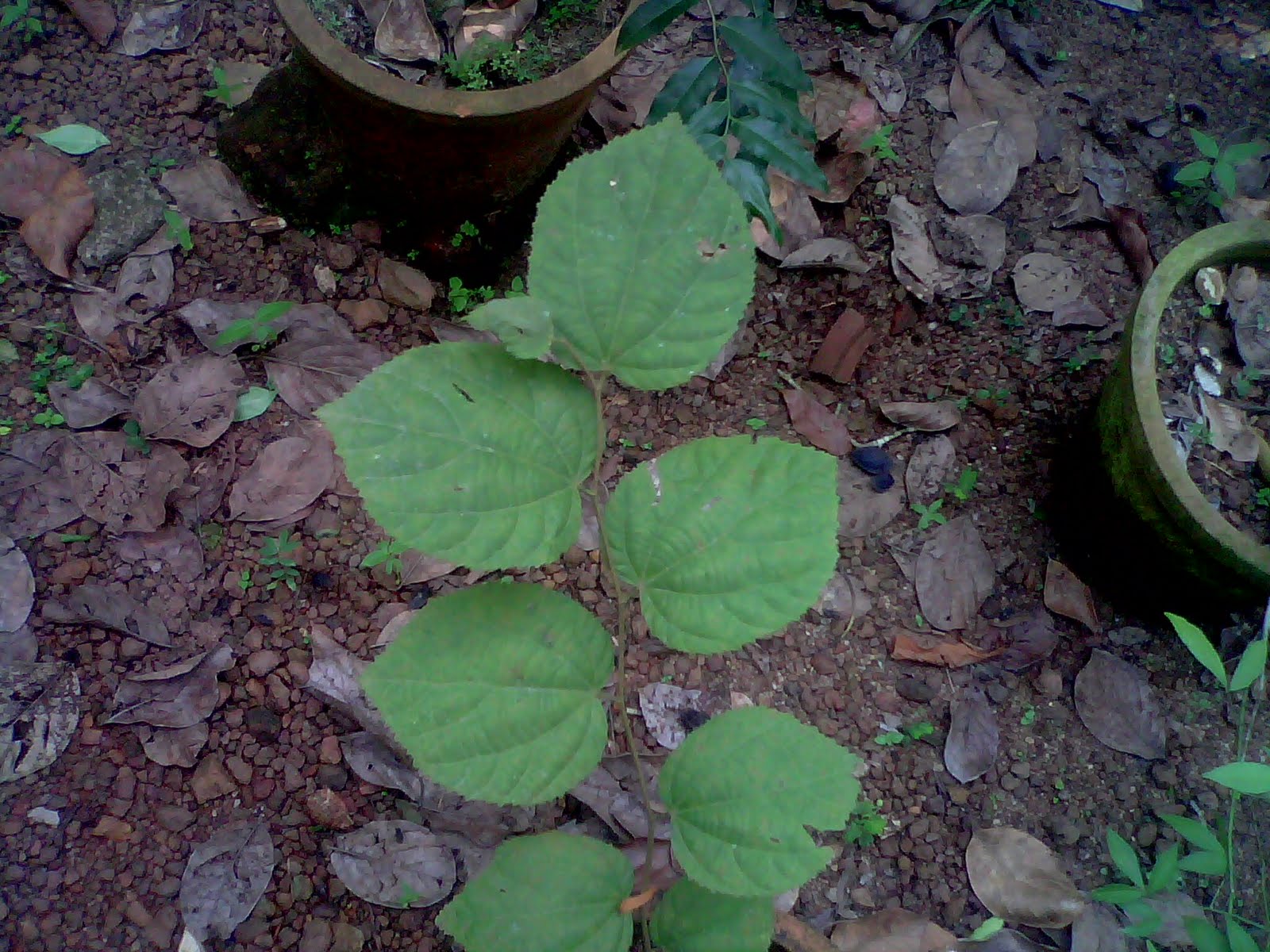 Rare Ayurvedic Plants very rare plants