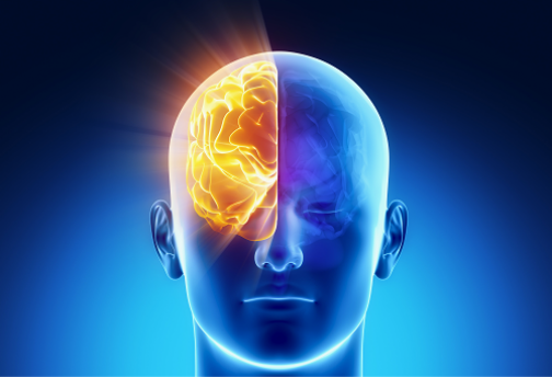 hemisferio derecho del cerebro hemisferio derecho del cerebro