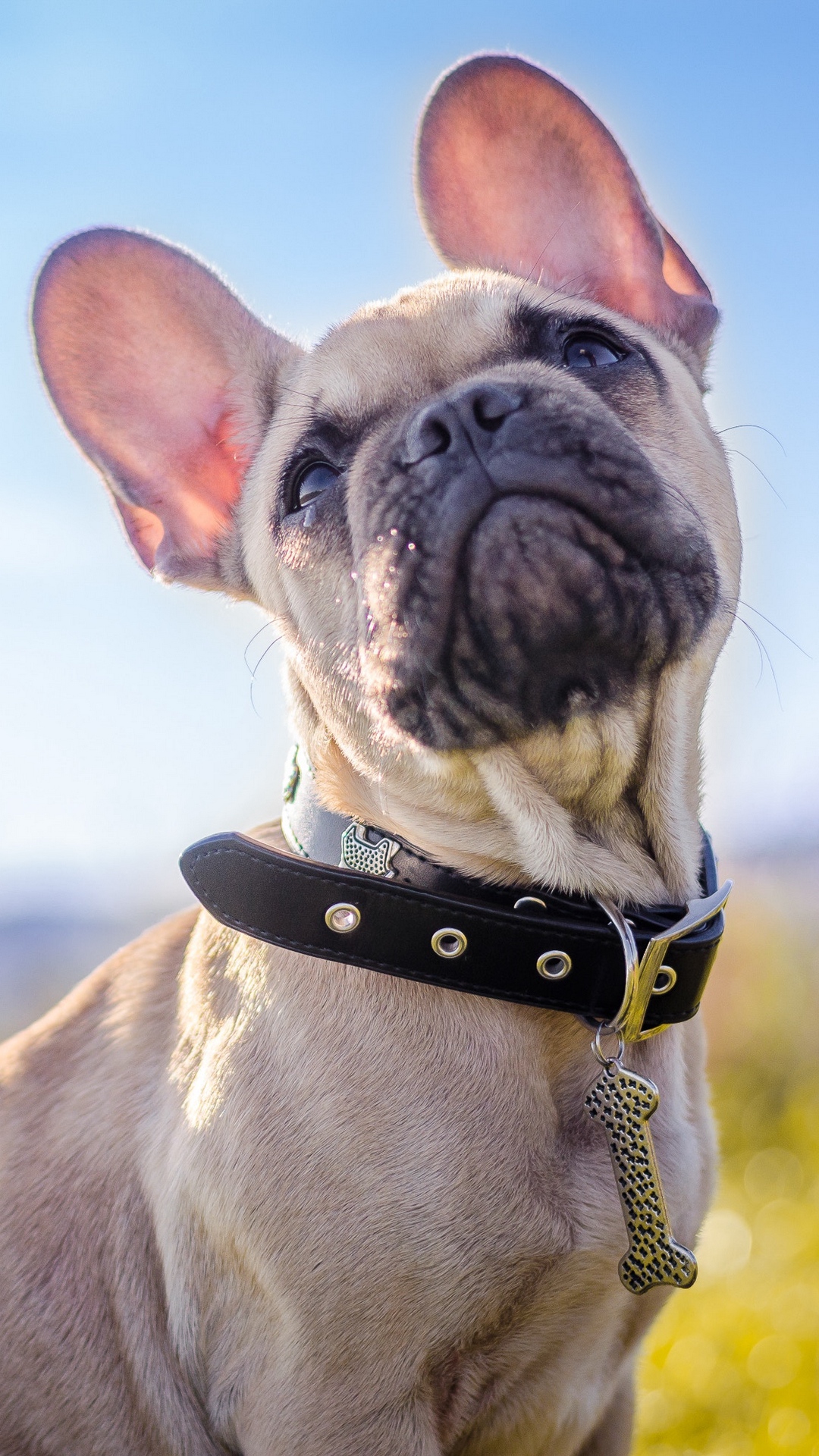 Top French Bulldog Collar of all time Check it out now | bulldogs