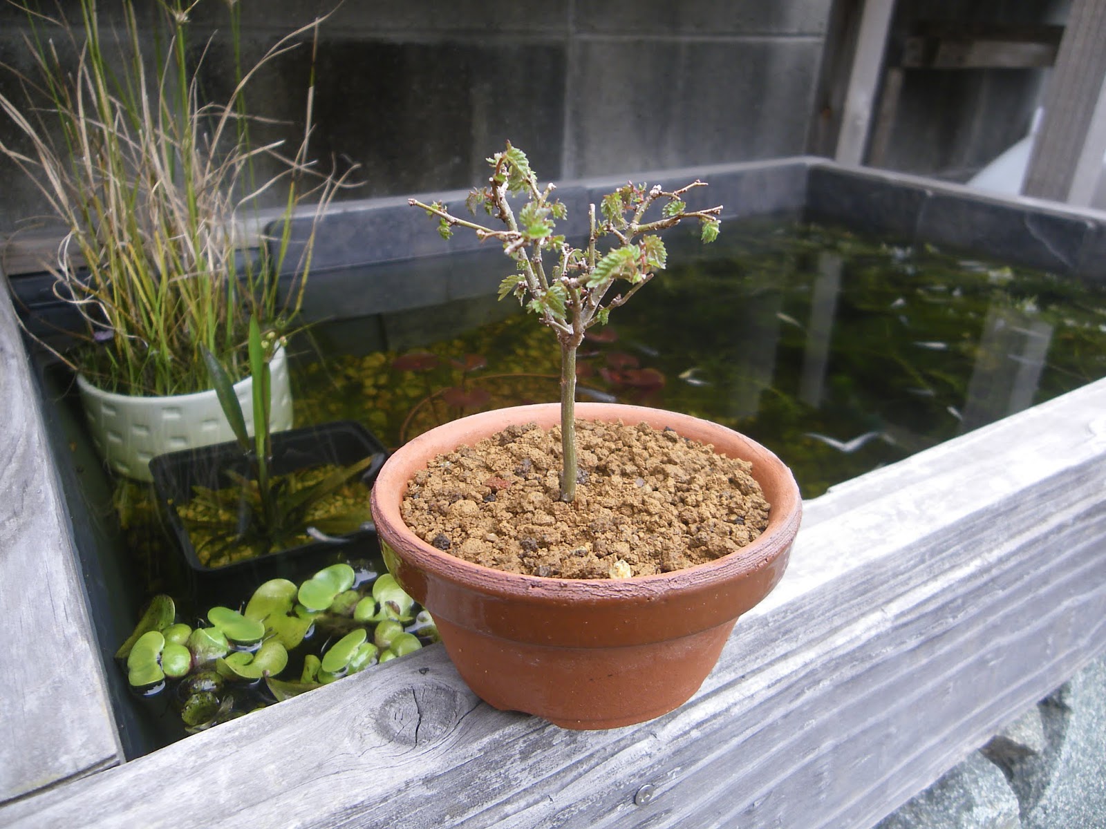 ビオトープの水草や樹木が芽吹いて 新緑が美しいです メダカの大工