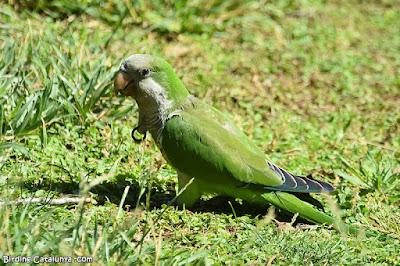 Cotorreta de pit gris (Myiopsitta monachus)