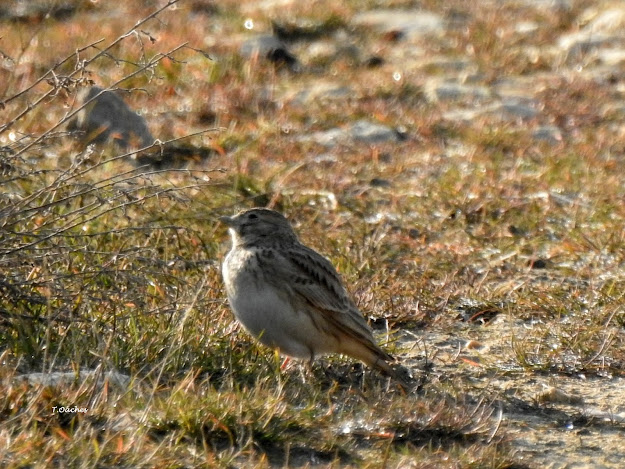 ciocarlie mica