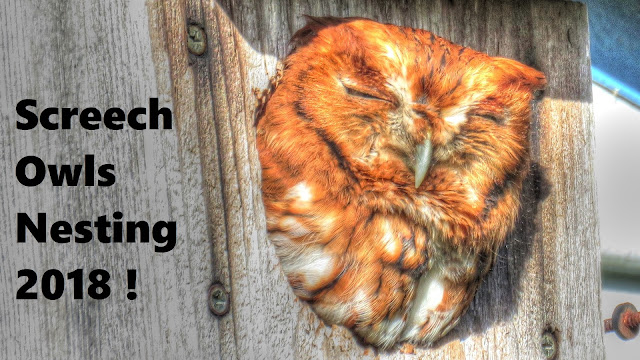Eastern Screech Owls Nesting Update