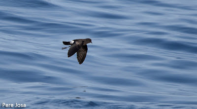 Ocell de tempesta de Wilson (Oceanites oceanicus)