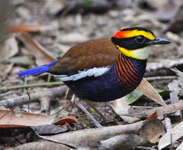 Tips Cara Merawat Burung Panca Warna Bunyi Nyaring Gacor
