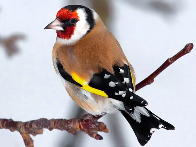 أجمل صور الطيور الملونة