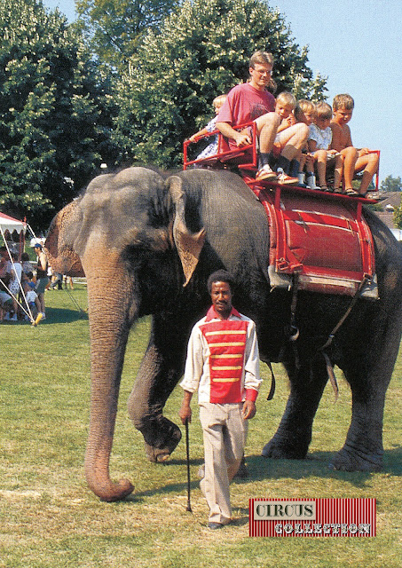 promenade a dos d'éléphant dans le zoo du cirque Knie