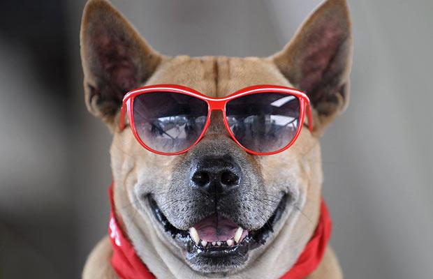 20-cute-dogs-with-glasses-001.jpg