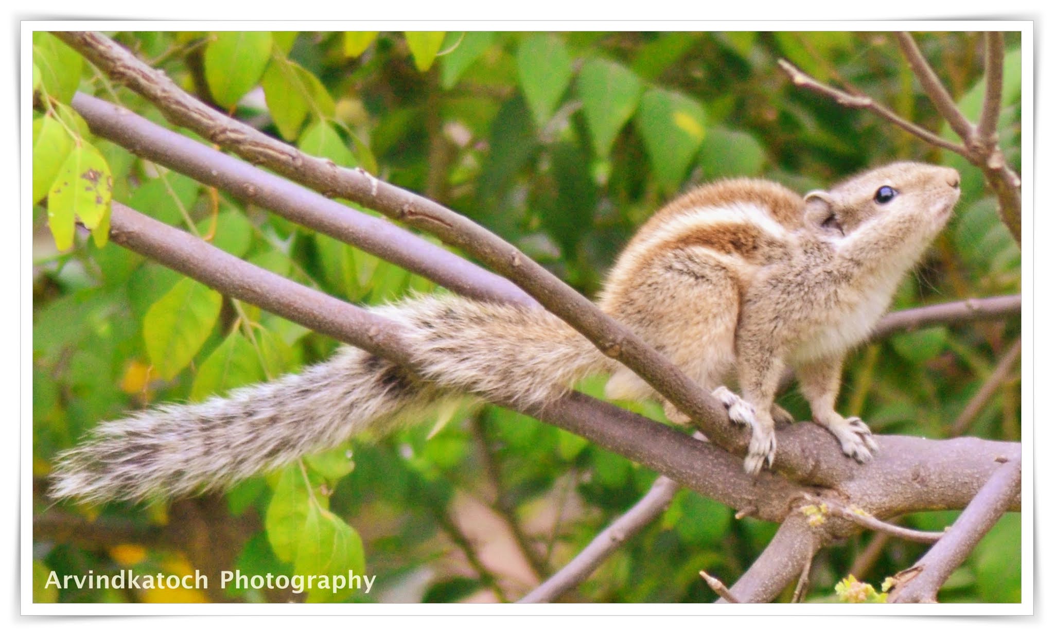 A beautiful Indian Palm squirrel in action