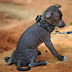 Mexican dog breeds list| Hairless mexican xoloitzcuintli dog| chihuahua 